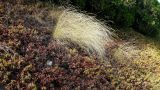 семейство Poaceae
