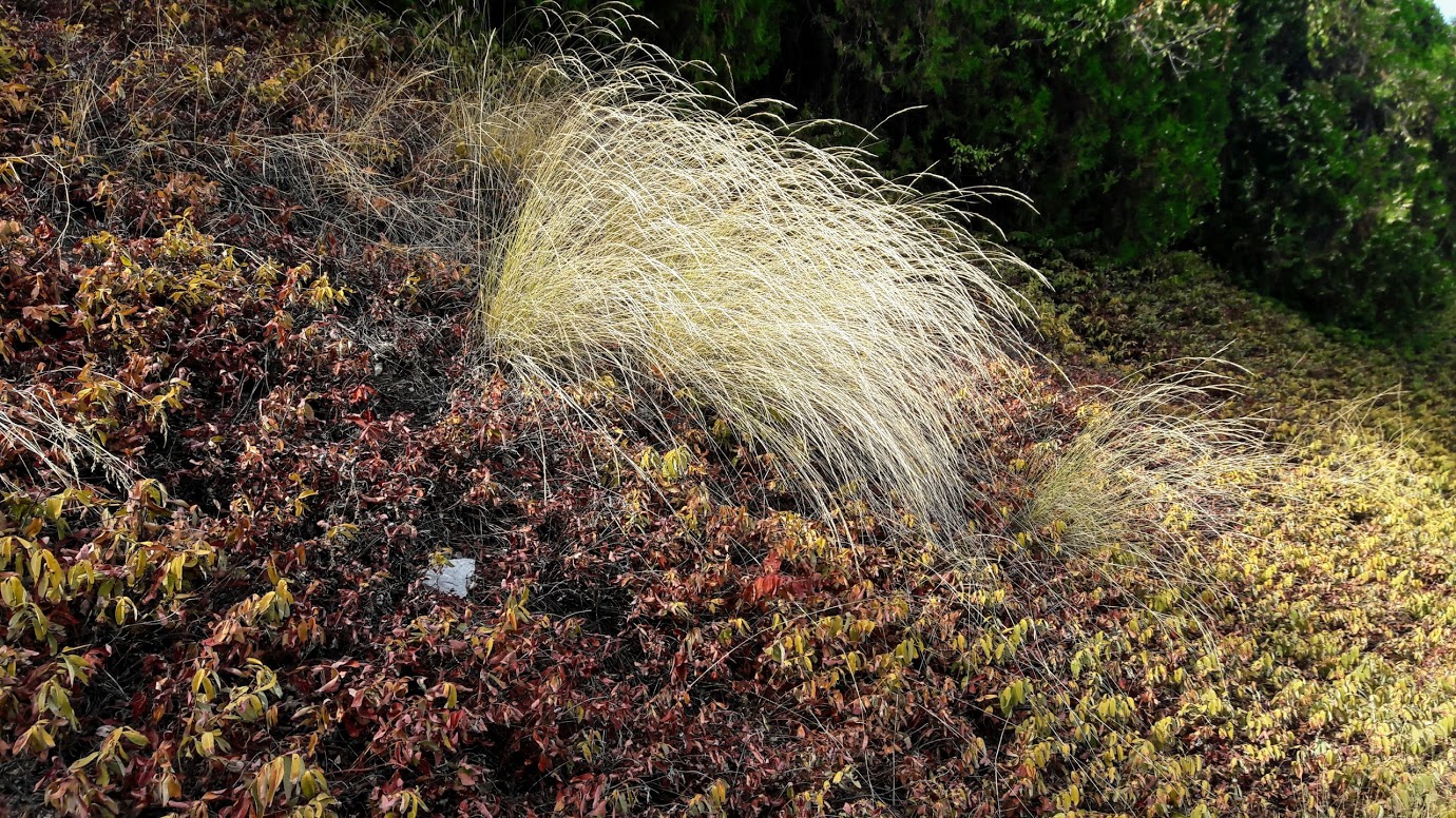 Image of familia Poaceae specimen.