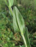 Erigeron caucasicus