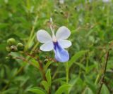 Rotheca myricoides