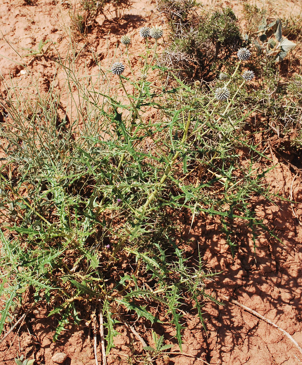 Image of Echinops maracandicus specimen.