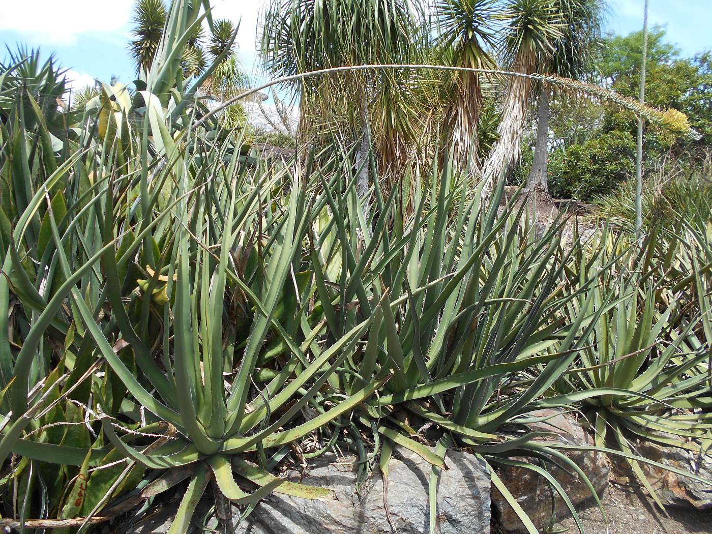 Image of Agave asperrima specimen.