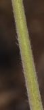 Image of taxon representative. Author is Татьяна Мальчинская