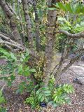 Colea seychellarum. Нижняя часть цветущего растения. Австралия, г. Брисбен, ботанический сад. 29.12.2017.