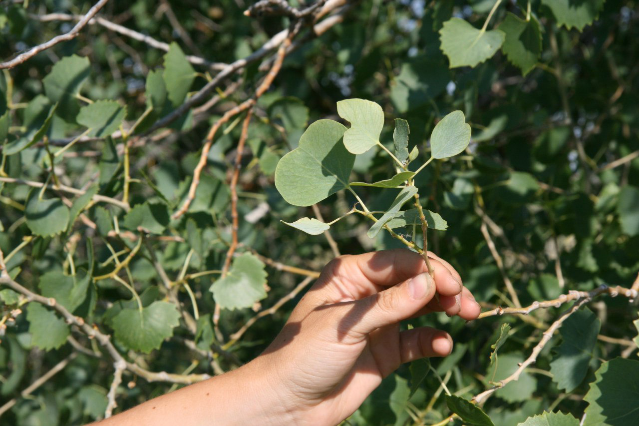 Image of Populus diversifolia specimen.