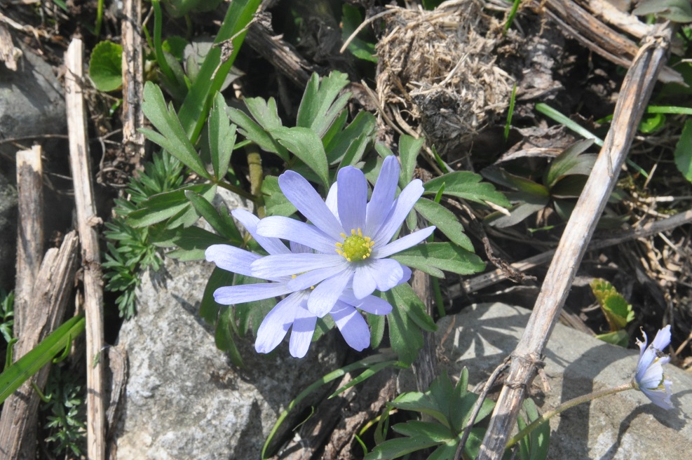 Изображение особи Anemone caucasica.