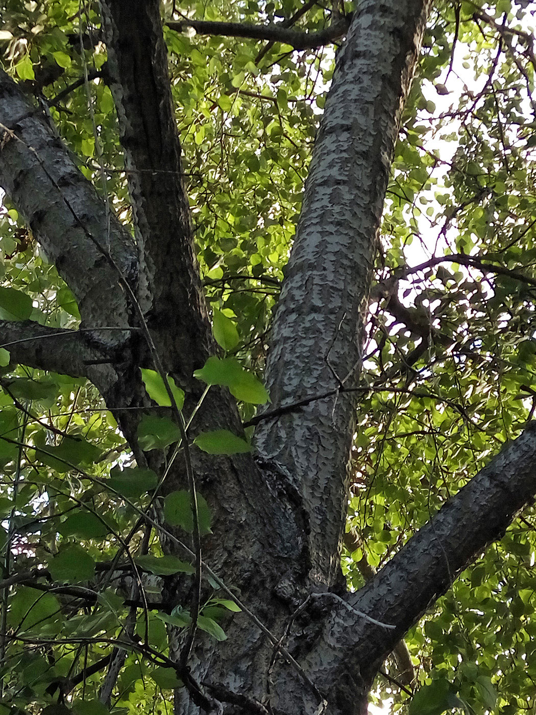 Image of Populus × rasumowskiana specimen.