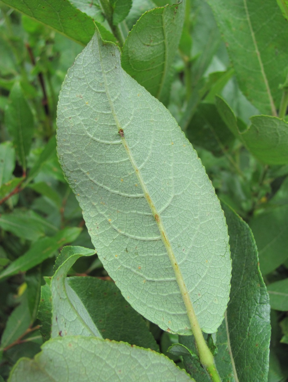 Image of genus Salix specimen.