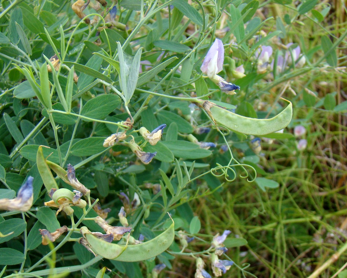 Изображение особи Lathyrus incurvus.