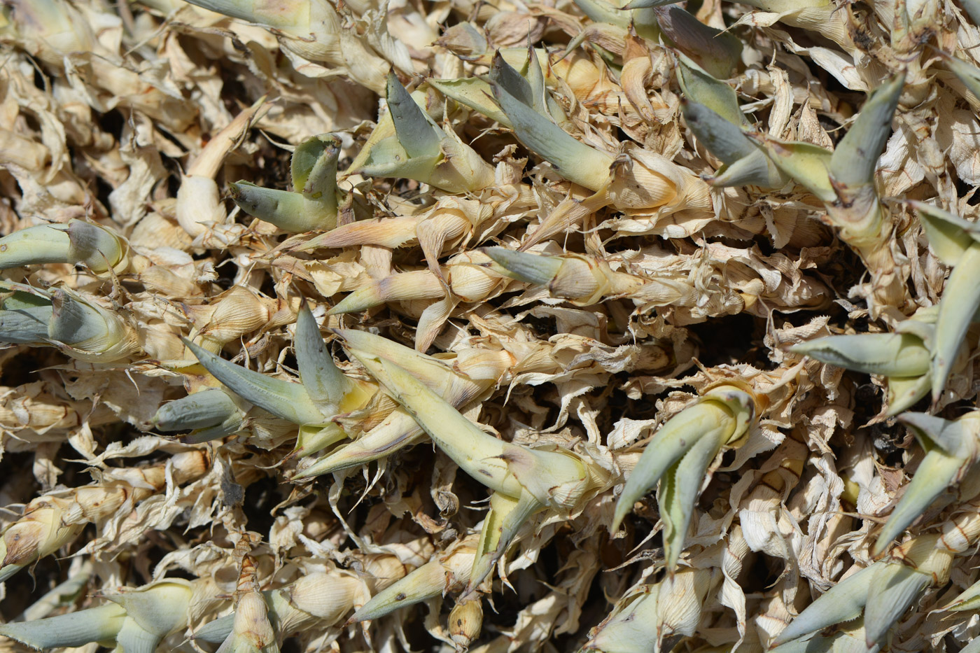 Image of Agave americana specimen.