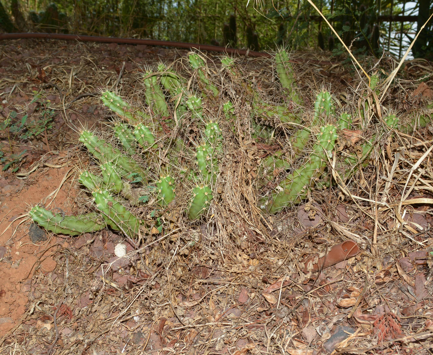 Image of Echinocereus berlandieri specimen.