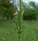 род Thalictrum