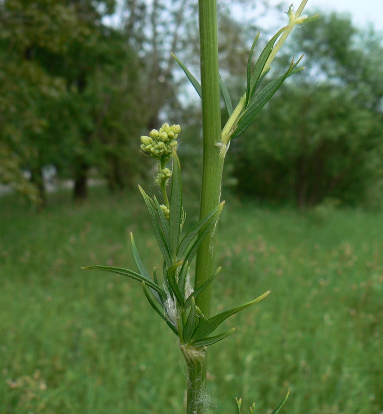 Image of genus Thalictrum specimen.