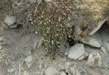 Saxifraga spinulosa. Цветущие растения. Иркутская обл., оз. Байкал, Малое Море, залив Мухор, окр.бухты Зуун-Хагун, крутой каменистый склон. 23.06.2017.