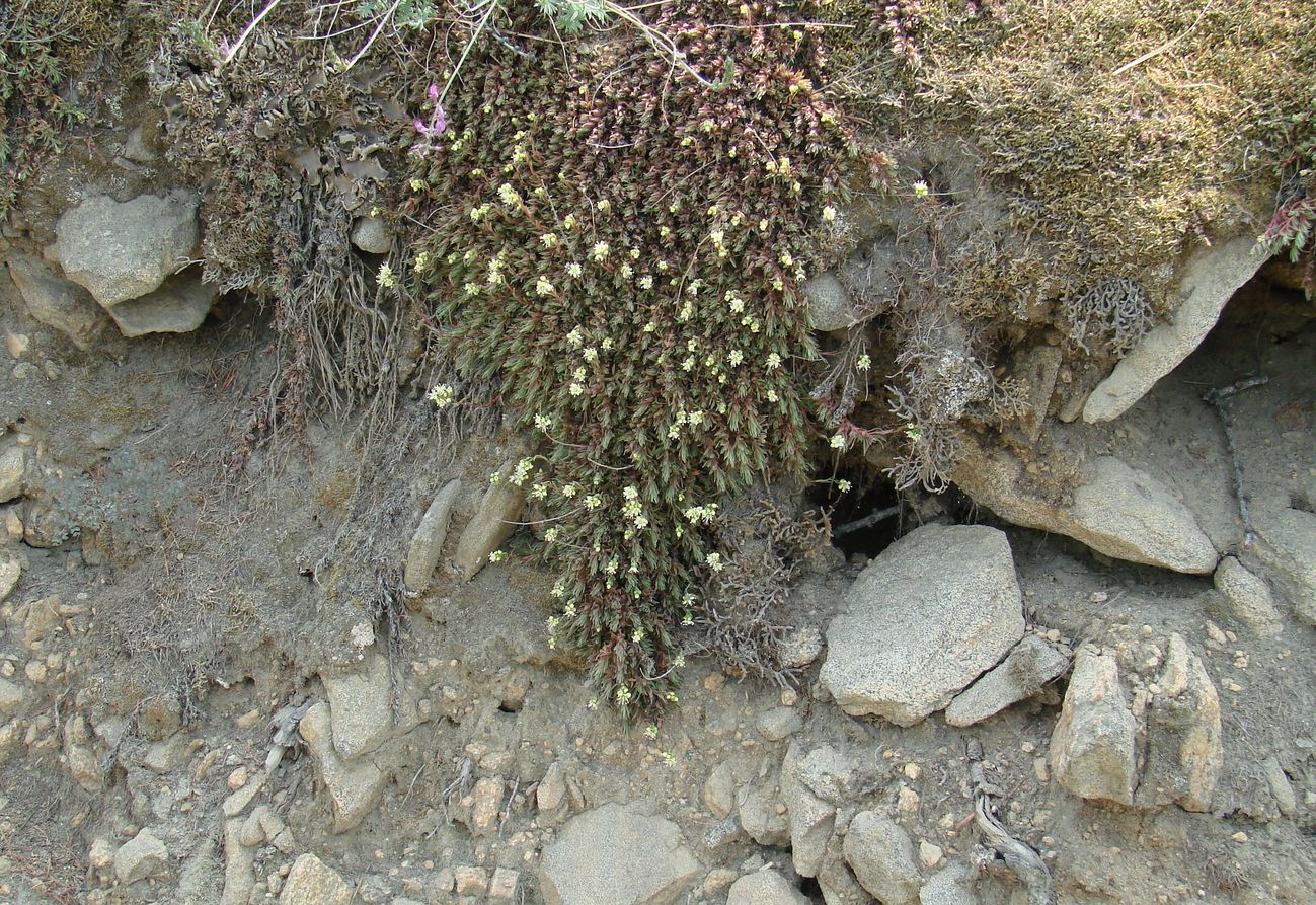 Изображение особи Saxifraga spinulosa.