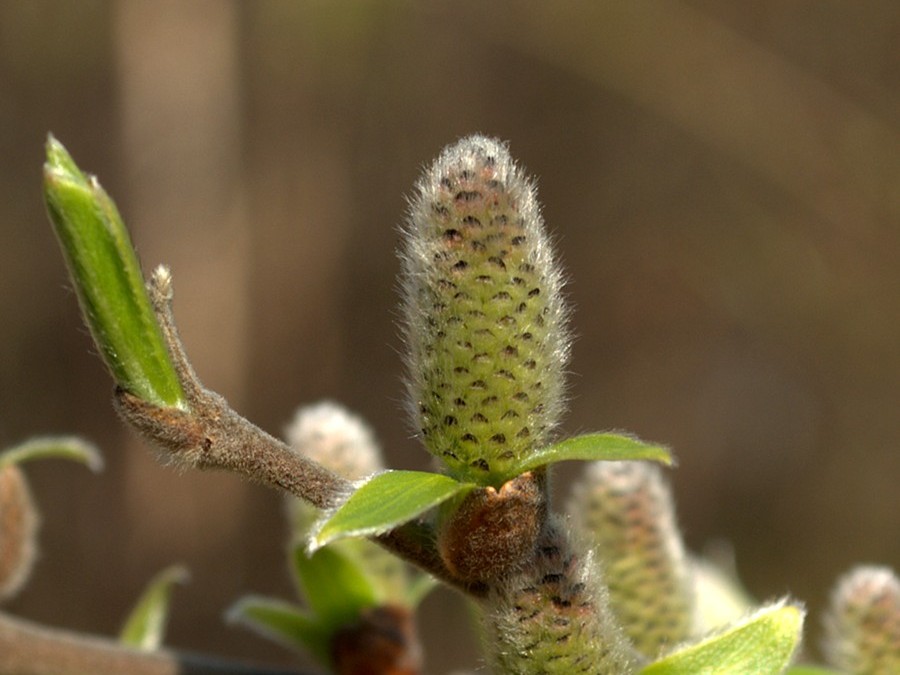 Image of Salix borealis specimen.