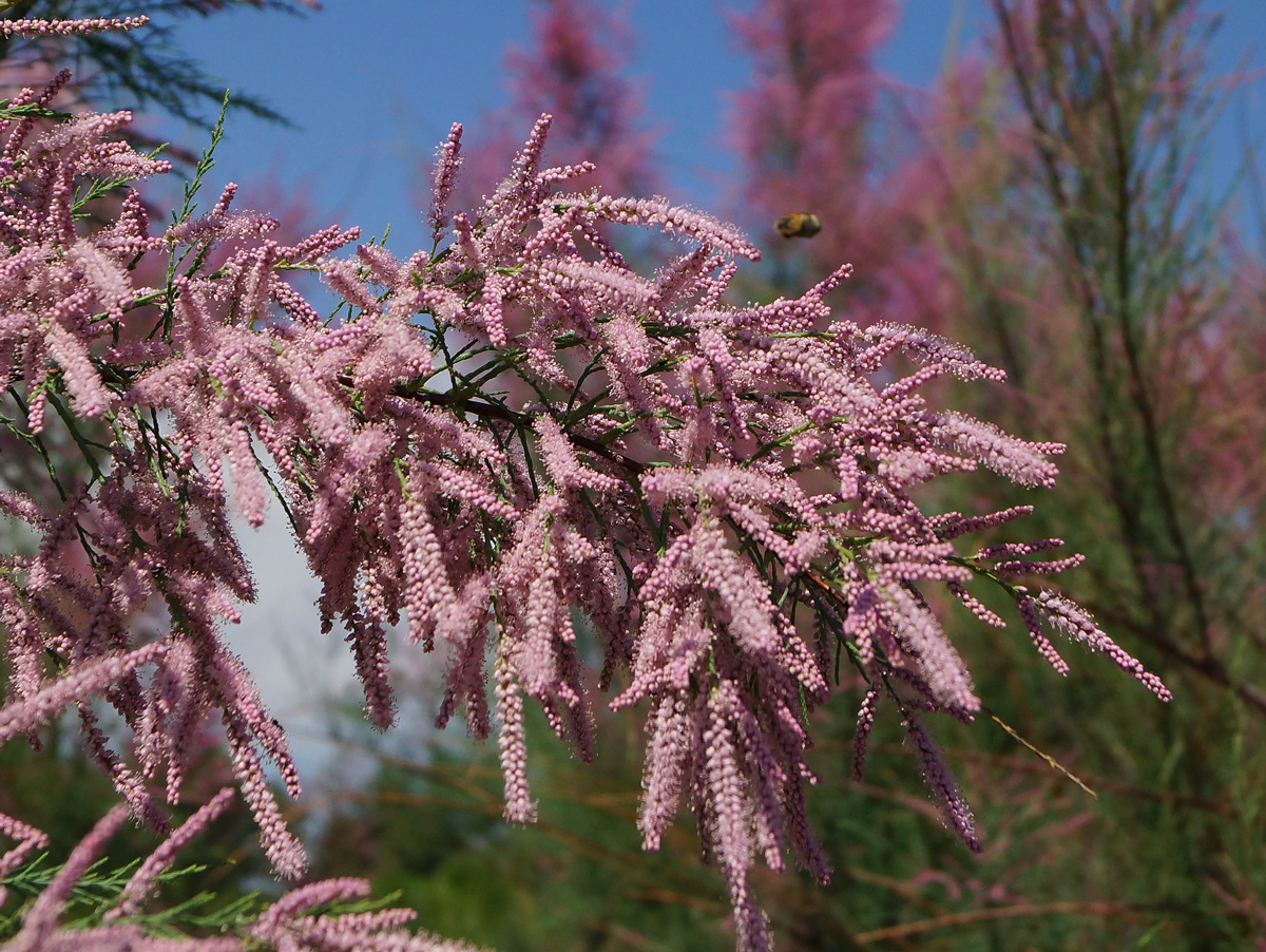 Изображение особи Tamarix ramosissima.