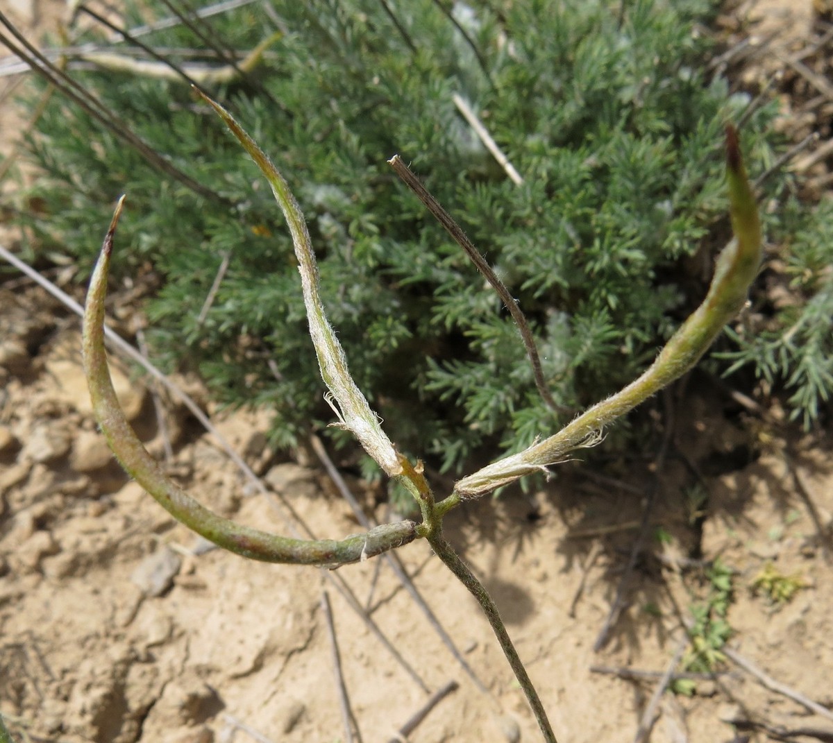 Image of Astragalus falcigerus specimen.