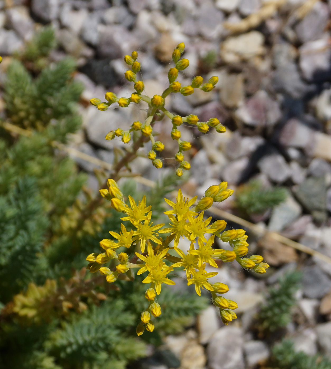 Изображение особи Sedum reflexum.