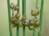 Juncus filiformis