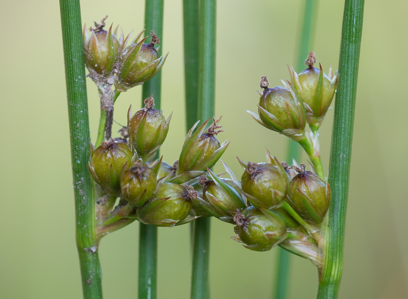 Изображение особи Juncus filiformis.