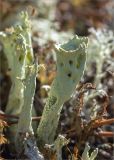 Cladonia deformis. Подеции. Карелия, восточный берег оз. Топозеро, беломошный берёзово-елово-сосновый лес. 18.07.2017.