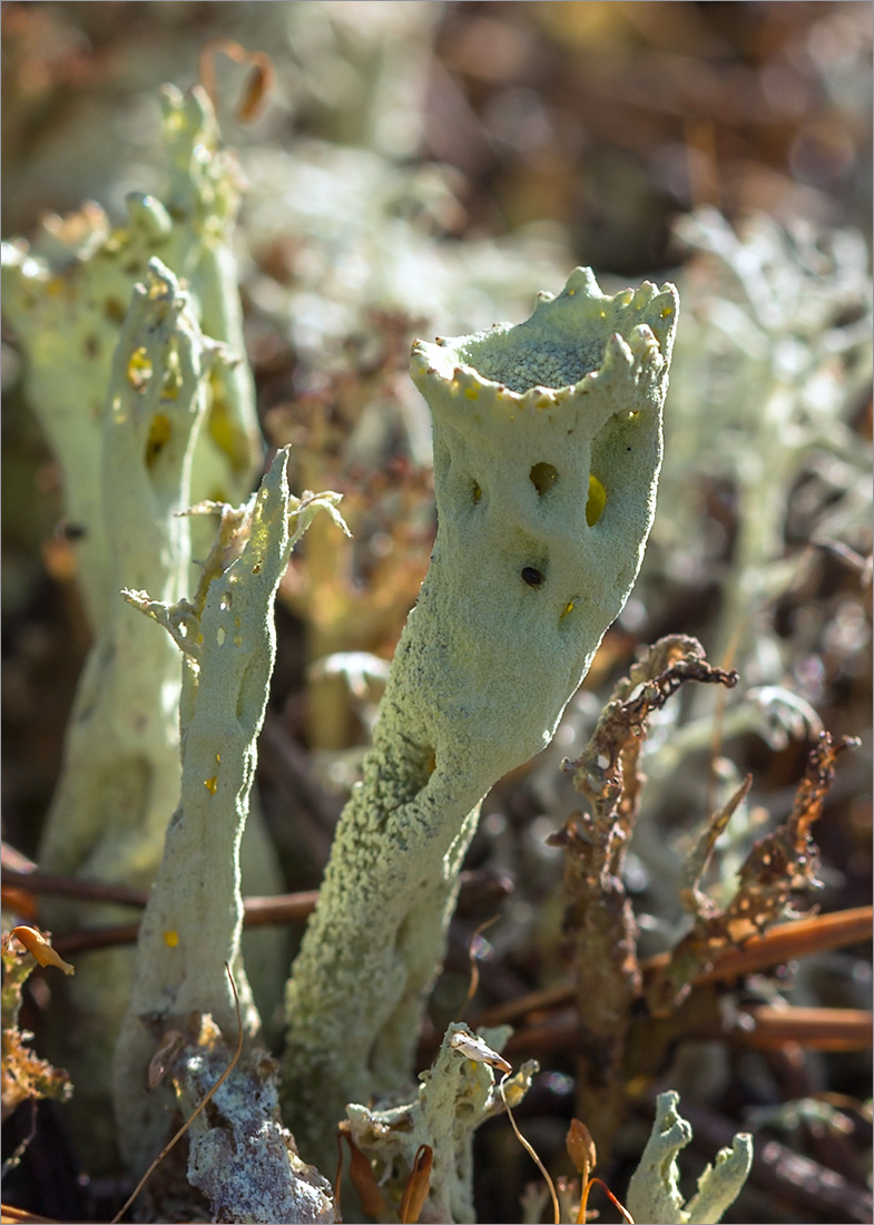 Изображение особи Cladonia deformis.