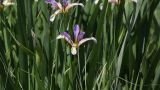 Iris sogdiana