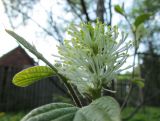 Fothergilla major. Соцветие. Московская обл., в культуре. 12 мая 2018 г.