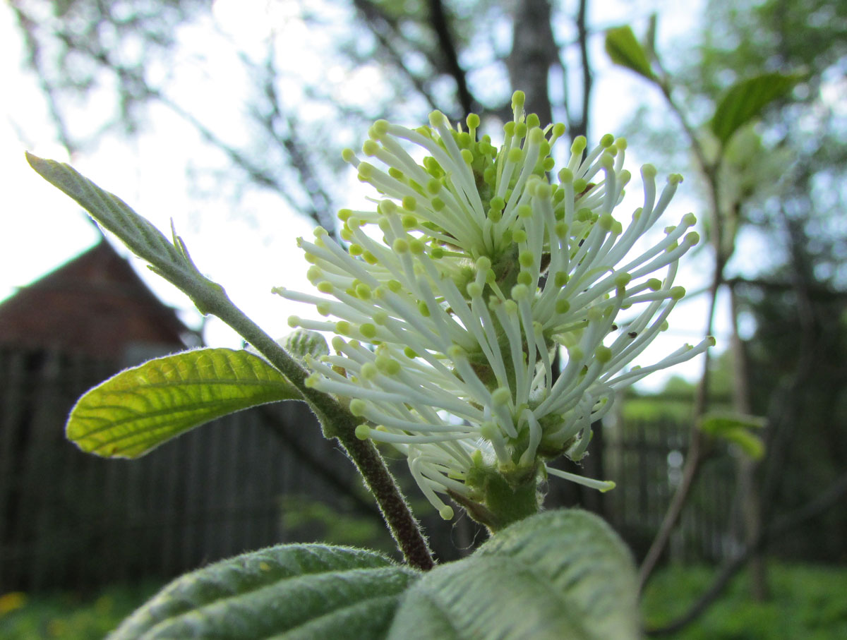 Image of Fothergilla major specimen.