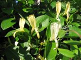 Lonicera japonica. Ветви с цветками. Крым, Алушта. 24 мая 2010 г.