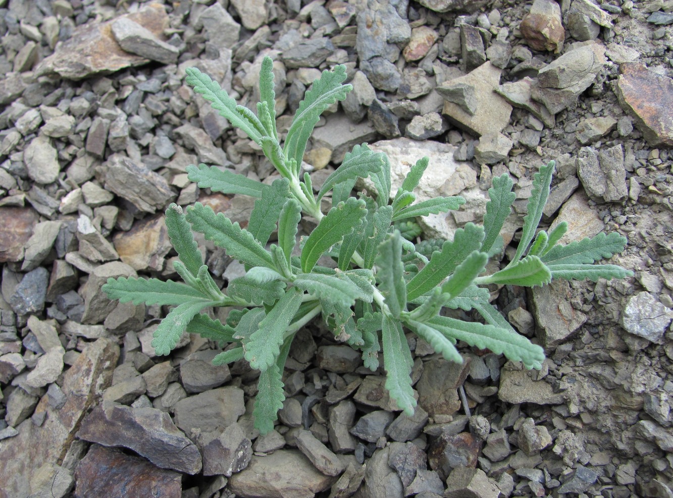 Изображение особи Teucrium capitatum.