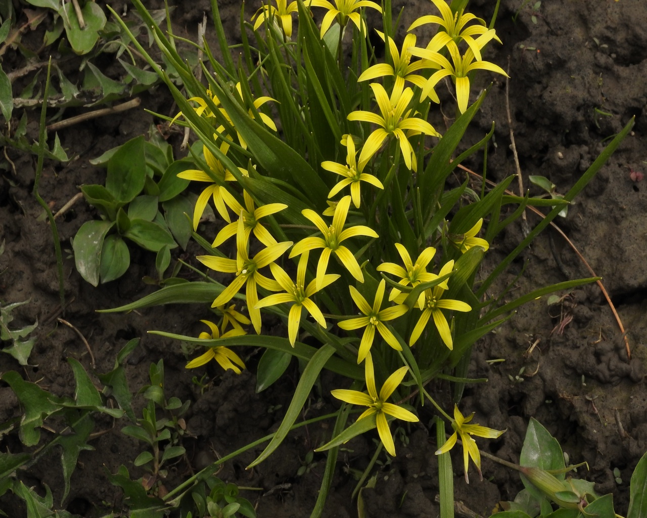 Image of genus Gagea specimen.