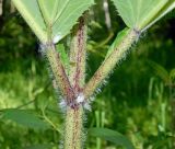 Heracleum sosnowskyi. Часть листа. Подмосковье, окр. г. Одинцово, берёзовая роща. Май 2018 г.
