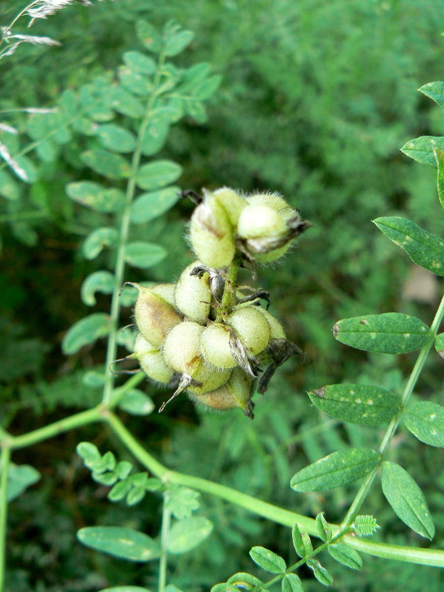 Image of Astragalus cicer specimen.