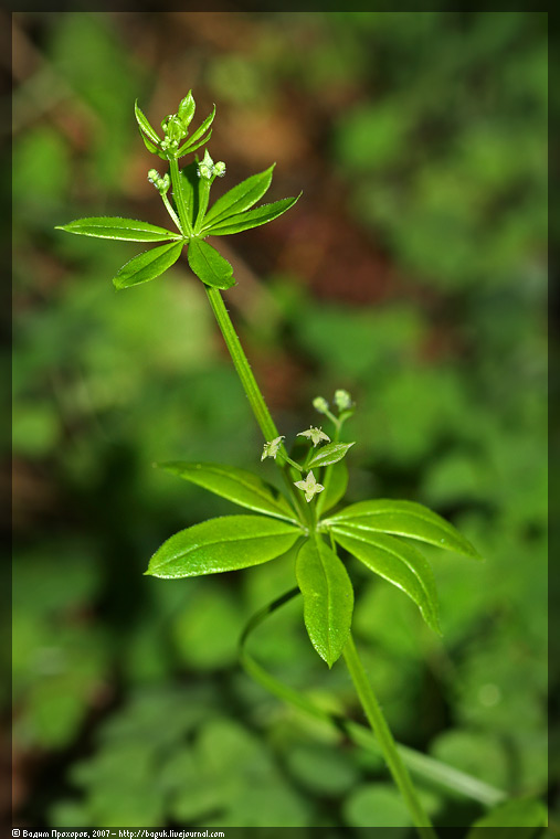 Изображение особи Galium triflorum.