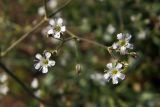 Gypsophila altissima. Цветки с кормящимися трипсами. Донецк, пустырь. 18.06.2018.