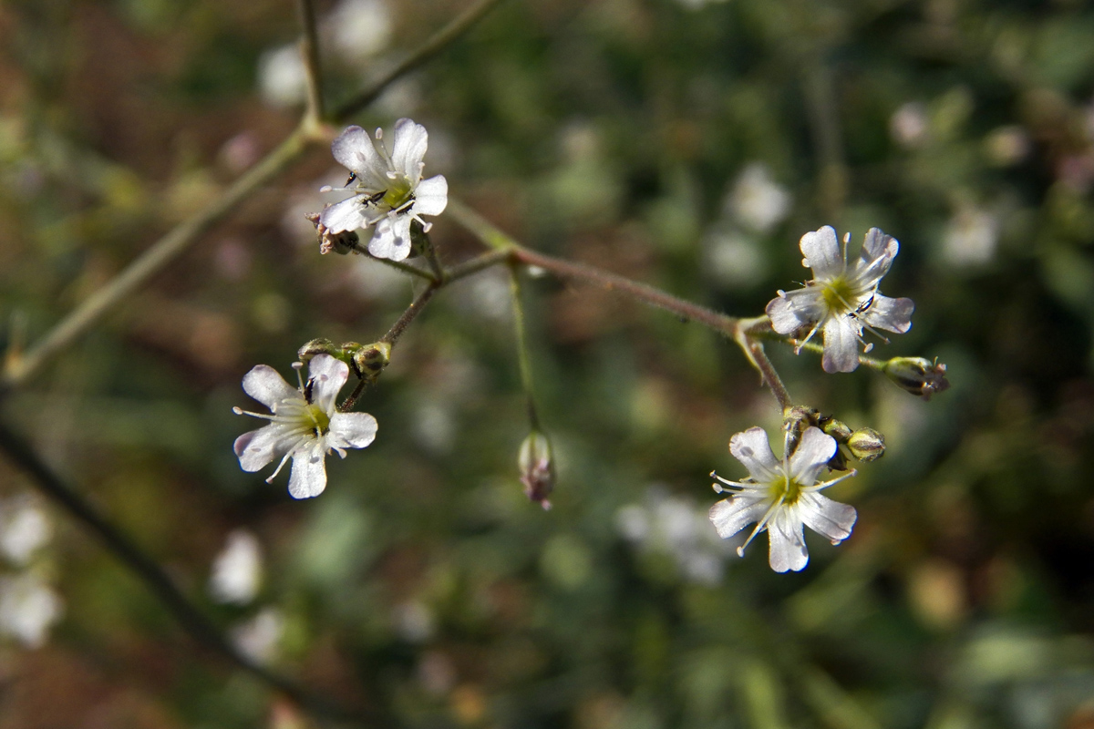 Image of Gypsophila altissima specimen.