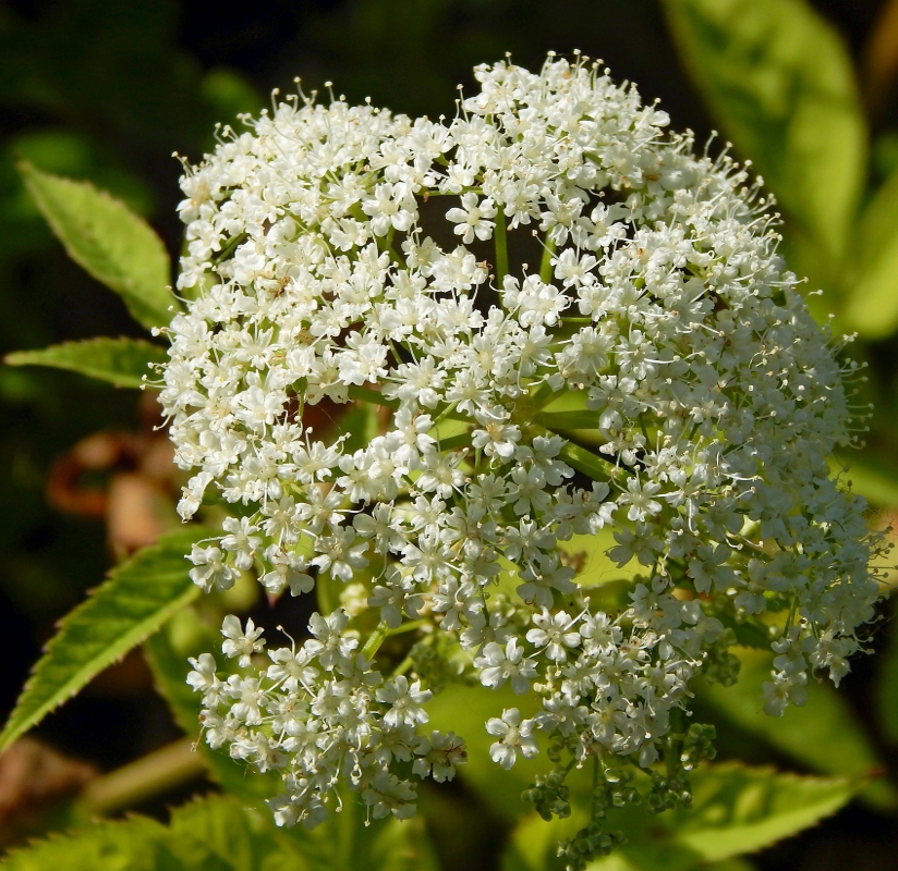 Image of Aegopodium podagraria specimen.