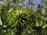 Grindelia squarrosa