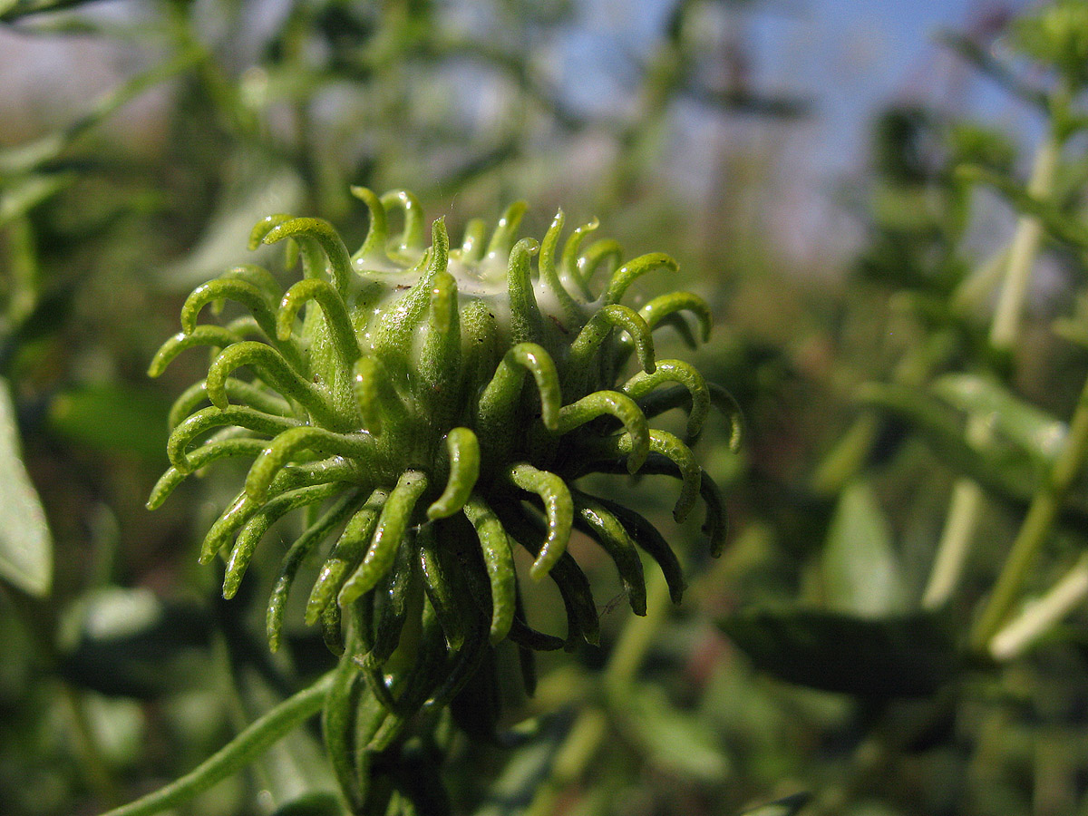 Image of Grindelia squarrosa specimen.