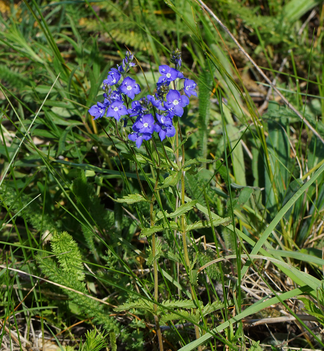 Image of Veronica krylovii specimen.
