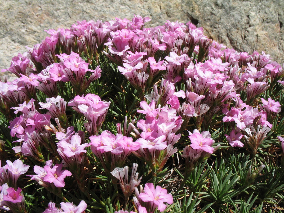 Image of Acantholimon litvinovii specimen.