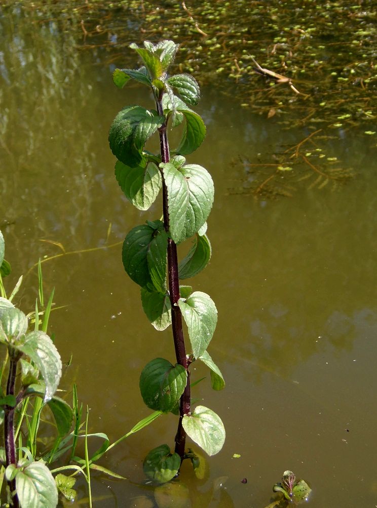 Image of Mentha aquatica specimen.