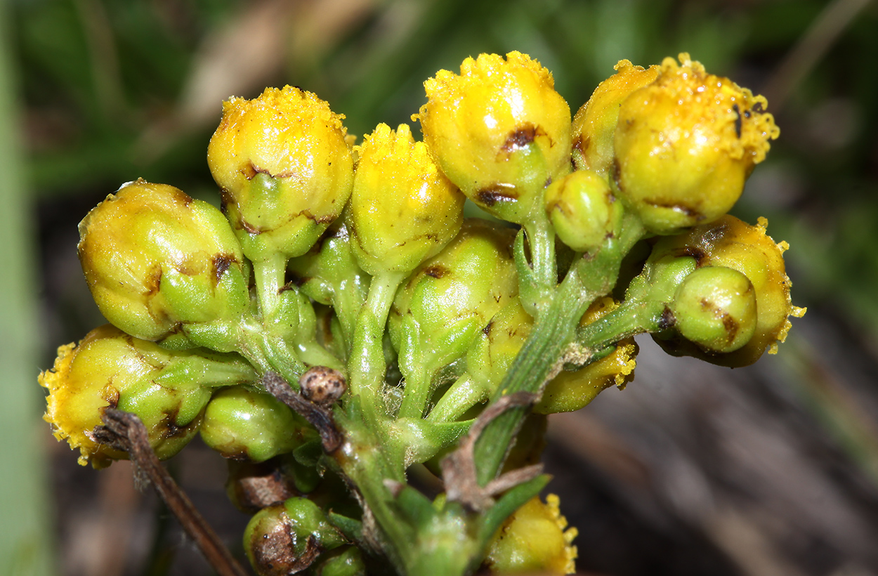 Изображение особи Filifolium sibiricum.