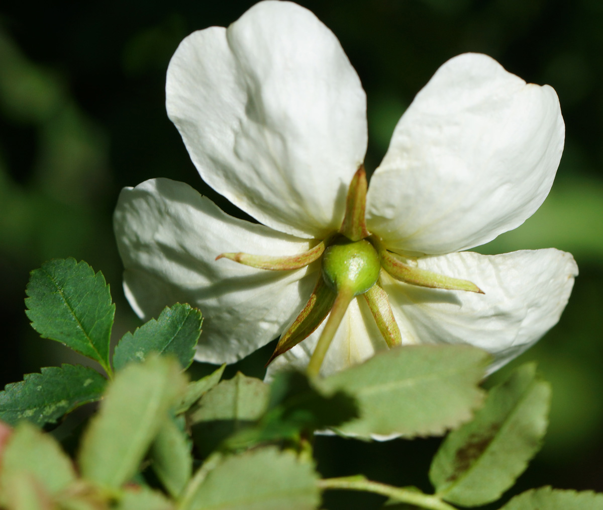 Image of Rosa spinosissima specimen.