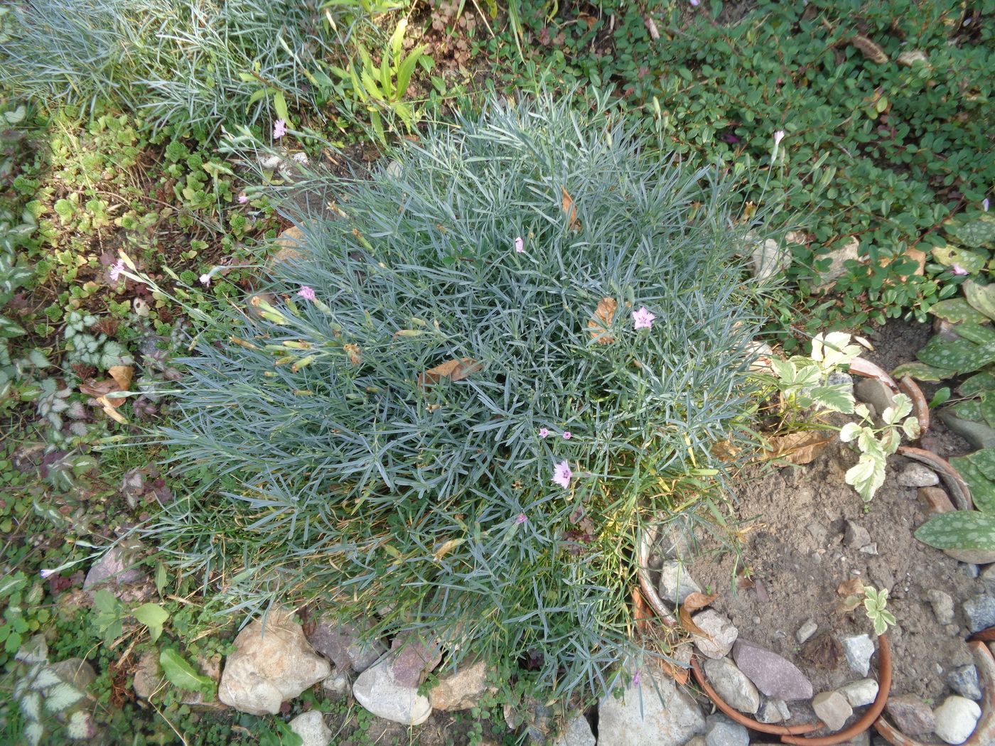 Image of Dianthus plumarius specimen.