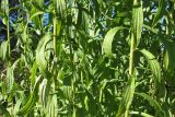 Solidago canadensis