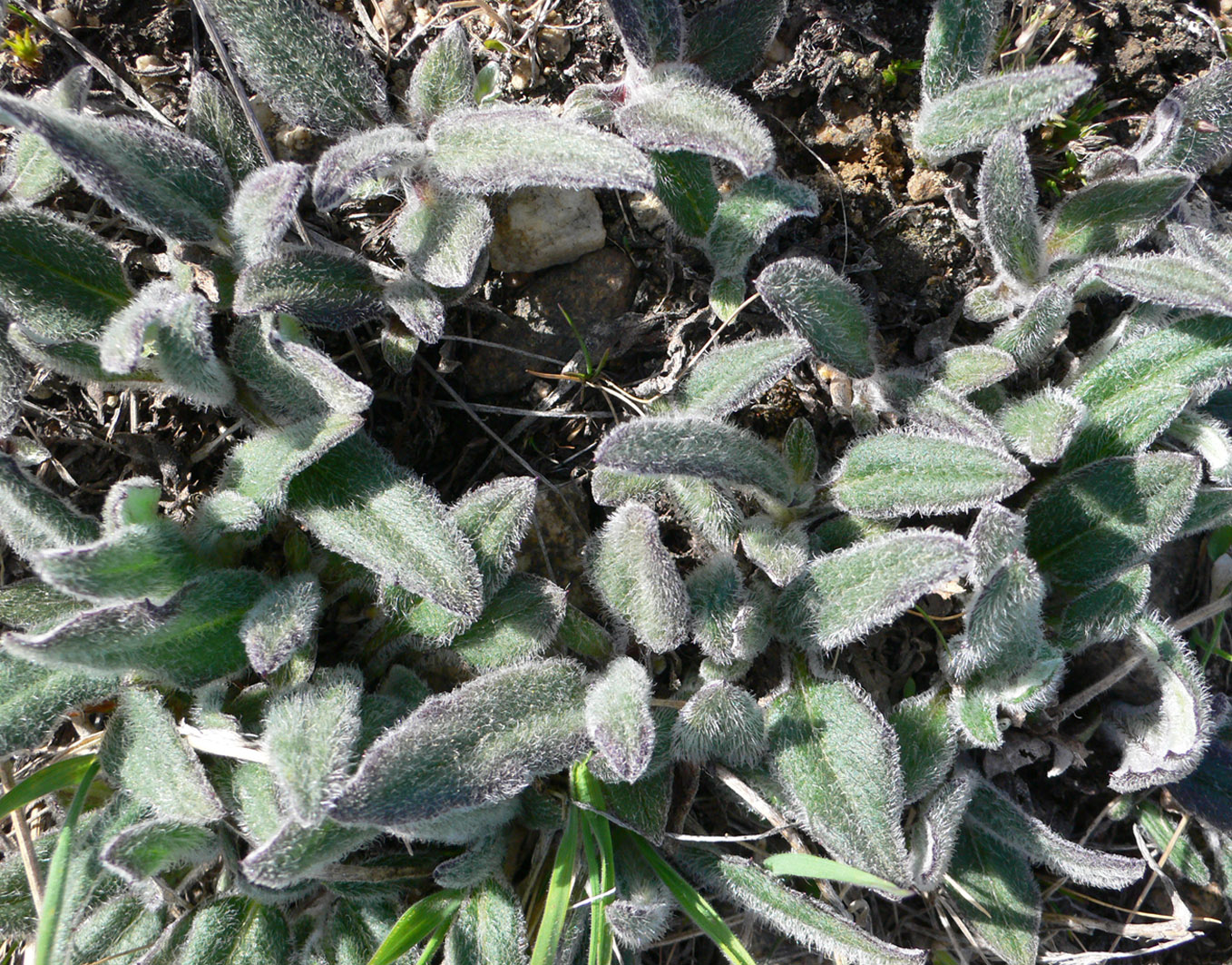 Изображение особи Tephroseris pseudoaurantiaca.