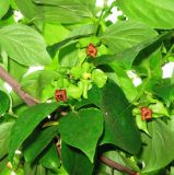 Diospyros virginiana